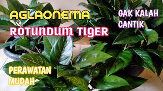 PERAWATAN PRAKTIS AGLAONEMA ROTUNDUM TIGER [upl. by Gamali]