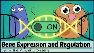 Gene Expression and Regulation [upl. by Kelda]