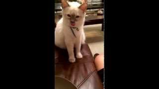 Intelligent OldStyle Balinese cat Asking for food [upl. by Aneema]