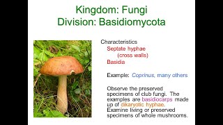 Basidiomycota Fungi and Deuteromycota Fungi [upl. by Berkman]