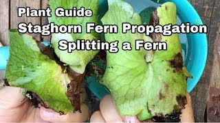 Splitting a Staghorn Fern  Ep07 [upl. by Glanville]