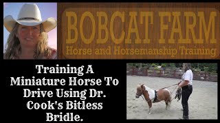 Training a miniature horse to drive using Dr Cooks bitless bridle [upl. by Wyler179]