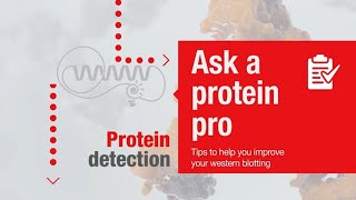 Ask a protein pro  Tips to help you improve your western blotting Protein detection [upl. by Dennard]