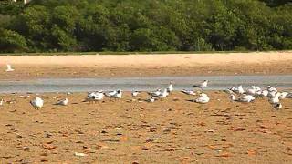 Quelques oiseaux du Sénégal  La Somone [upl. by Hniht]