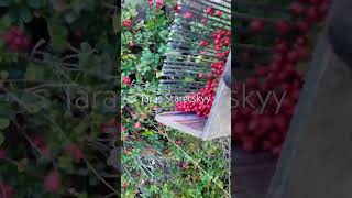 lingonberry fruit harvesting [upl. by Roane]