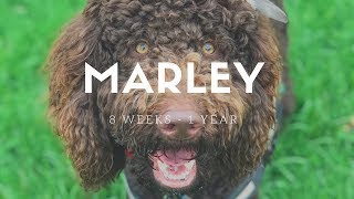 Marley Labradoodle 8 Weeks to 1 Year [upl. by Marwin139]