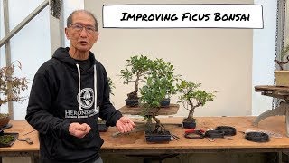 Improving an Ficus Bonsai [upl. by Aicillyhp]