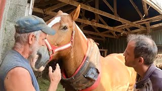 How to fit a Collar on a Draft Horse  DRing Harnesses 492 [upl. by Tabbatha]