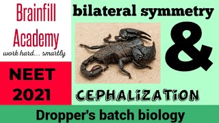 bilateral symmetry amp cephalization Droppers Batch Biology Brainfill Academy NEET 2021 [upl. by Le]