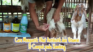 CARA MENYUNTIK OBAT ANTIBIOTIK DAN VITAMIN BCOMPLEX PADA KAMBING [upl. by Holbrook375]