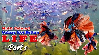 MultiColored Galaxy Koi Bettas Life  Breeding Betta Fish  How to Grow Betta Fish Part 1 [upl. by Nivalc]