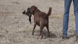 Chesapeake Bay Retriever Nellie training [upl. by Coumas]