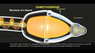 Self Incompatibility  Gametophytic amp Sporophytic system [upl. by Siol558]