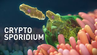 Cryptosporidium Infected Organoids  Mechanism of Disease Animation [upl. by Antrim644]