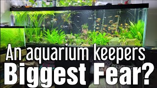 Whats a aquarium keepers biggest fear  It should be this [upl. by Neirb]