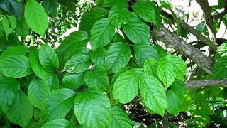 Banisteriopsis caapi in Indian River county [upl. by Alisander154]