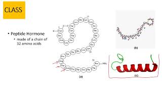 Calcitonin [upl. by Schonfield]