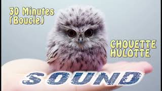 CHANT CHOUETTE HULOTTE Boucle Sound [upl. by Leugim]