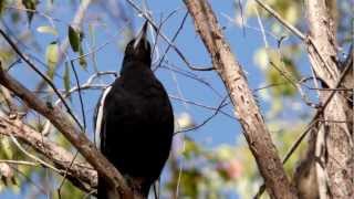 Australian Magpie Sound [upl. by Avril]