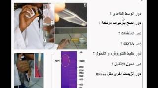 DNA Extraction and purification استخلاص و تنقية DNA [upl. by Jonina]