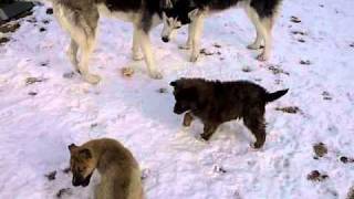 Caya and Chaos playing with the big dogs Siberian huskies [upl. by Tibbetts509]