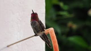 Annas Hummingbird sounds calls chirping HD close up [upl. by Leinaj]