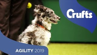 Agility  Kennel Club Novice Cup Final  Medium And Large  Agility  Crufts 2019 [upl. by Klute397]