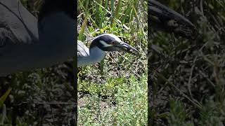 Bird explains the circle of life wildlife circleoflife [upl. by Iridissa858]