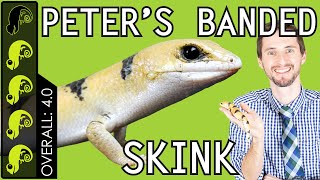 Peters Banded Skink The Best Pet Lizard [upl. by Nerag]