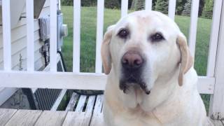 Yellow Labrador Retrievers Are Good Watch Dogs [upl. by Kearney]