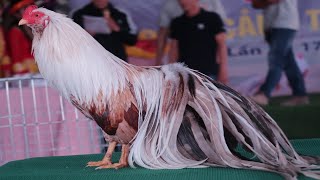 Top 10 Best Beautiful Rooster Chickens In Chicken Show  Rare Rooster Show Compilation 2020 [upl. by Otreblon]