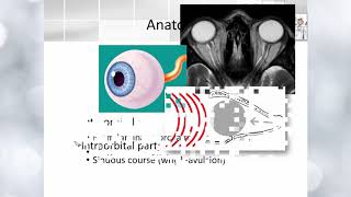 Optic nerve anatomy [upl. by Nanreik21]