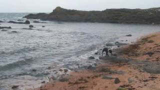 CALEY THE STAFFIE goes on holiday to Scotland [upl. by Vivica]