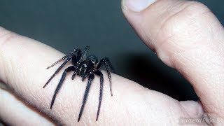 Burke Museum spider expert on bites house spiders and webs [upl. by Eelarak269]