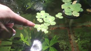 Water Lettuce Plant Care [upl. by Nosduj289]