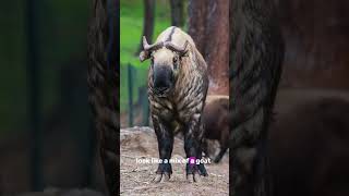 The Incredible Takin Nature’s Rare Mountain Marvel takinfacts rareanimals wildlifewonders [upl. by Ediva770]