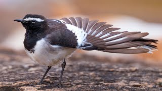 Wagtail Dance [upl. by Adnamar]