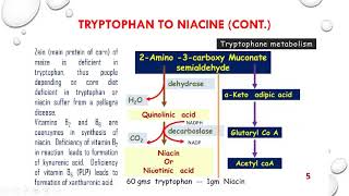 Tryptophan metabolism Niacine serotonine and melatonin synthesis and functions [upl. by Tupler]