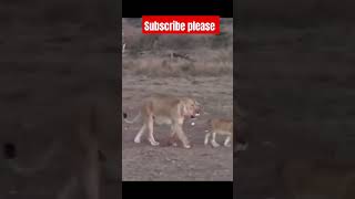 lioness cubs play with mom । lioness cubs carring mom ।  shorts viral [upl. by Laynad]