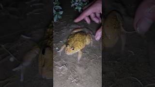 Boing boing the frogs funnyshorts funny [upl. by Ynattib]