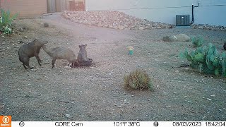 Some wildlife video to watch over the long Thanksgiving weekend from Green Valley AZ 11232023 [upl. by Vareck117]