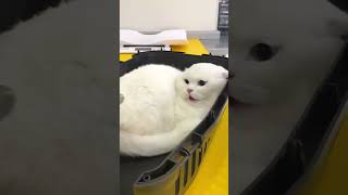 White Cat Screaming Meme  Funny Cat Video [upl. by Tena]