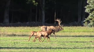 The Elk in Benezette PA [upl. by Magan]