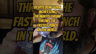 A Punching Shrimp 🦐 thoughtoftheday shortvideos punch shrimp food seafood fastest [upl. by Surtimed]