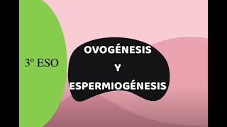 OVOGÉNESIS Y ESPERMIOGÉNESIS 3º ESO [upl. by Hirasuna]