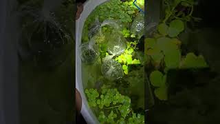 Controlling Water Lettuce Growth2 [upl. by Lennod]