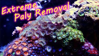 Extreme Palythoa and Zoanthid Removal [upl. by Roberts]