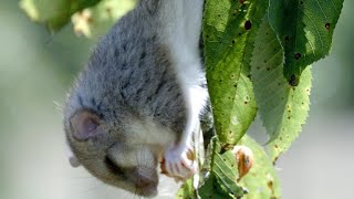 This Dormouse is Too Busy Eating to Watch for Predators [upl. by Artemis]