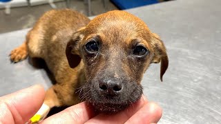 Scared sick puppy abandoned in garbage dump is the happiest dog now [upl. by Jamaal91]