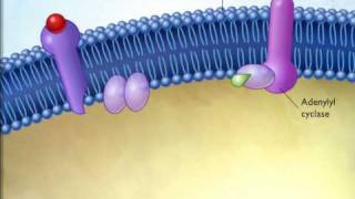 action of epinephrine [upl. by Topper]